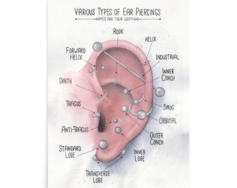 Watercolor Ear Piercing Chart Art Various Ear Piercing Locations