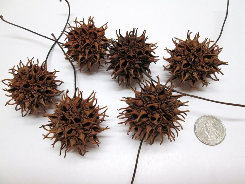 200 Sweet Gum Balls For Crafts Potpourri Decorating With Stems Etsy