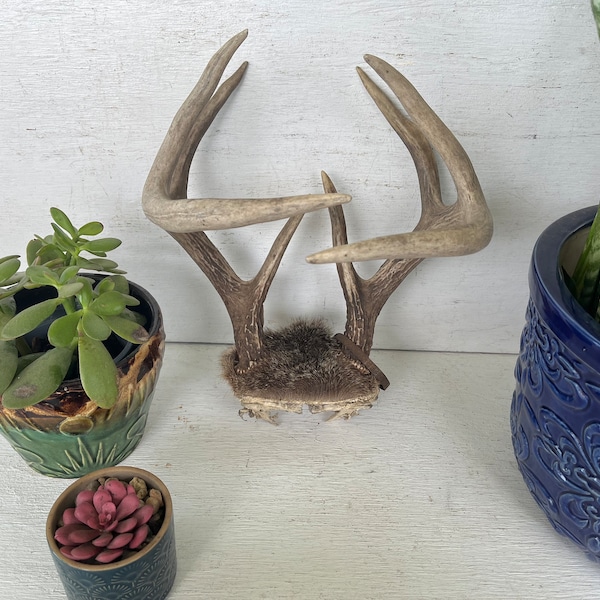 Real Authentic 8 Point Buck Antlers w/ Skull & Fur, Animal Taxidermy and Curios, Hunter Gift Ideas, Rustic Found Objects