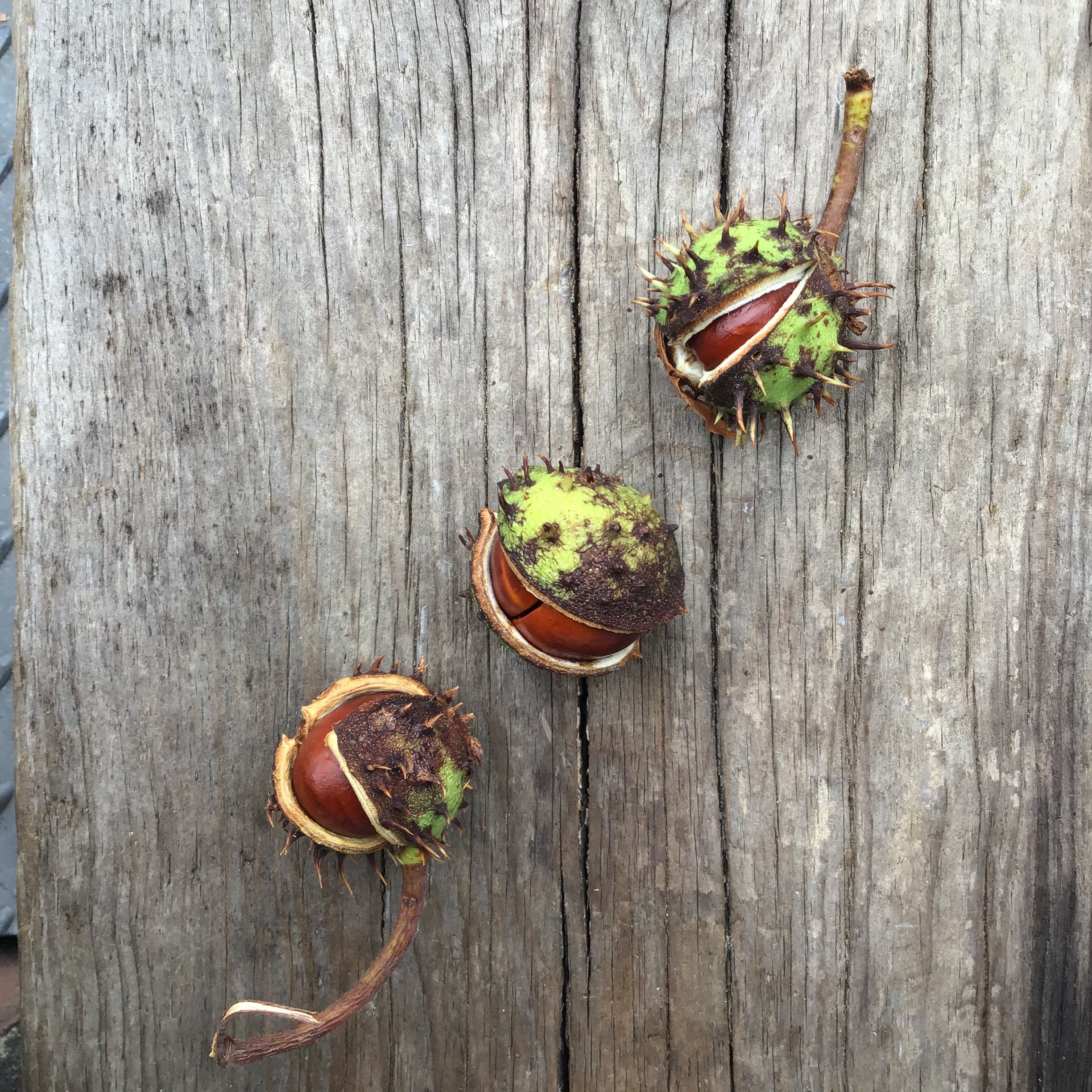 Conker and Acorn Counting Bundle Thekiwinatureteacher - Etsy