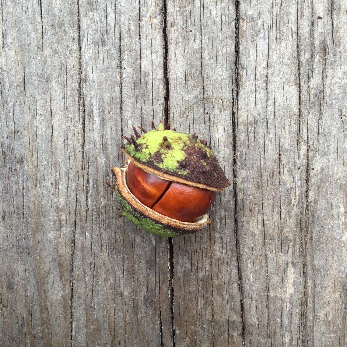 Conker and Acorn Counting Bundle | Etsy