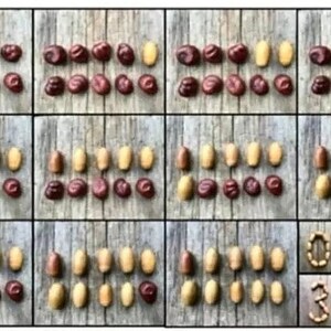 Conker and Acorn Counting Bundle Thekiwinatureteacher - Etsy