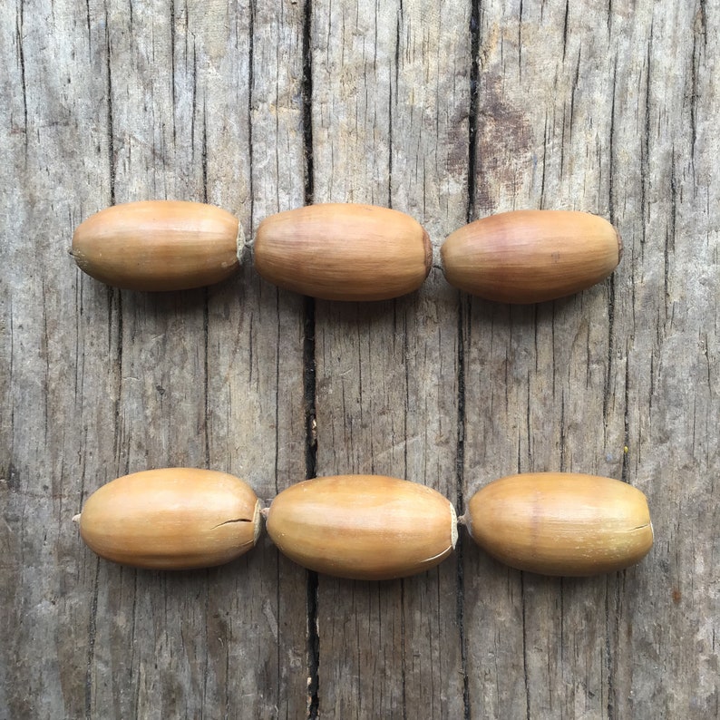 Conker and Acorn Counting Bundle | Etsy