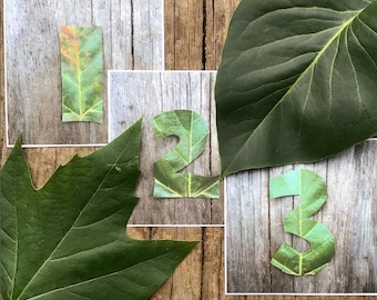 Leaf bundle: alphabet, numbers and 5s and 10s