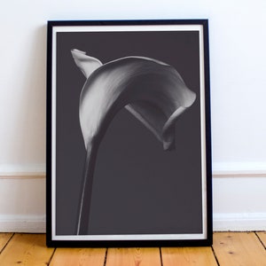 Calla, belle arti, natura morta in bianco e nero, Robert Mapplethorpe, stampa floreale