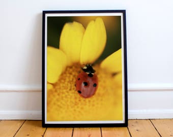 Fine art,  ladybird on a yellow flower, macro photography, animal love