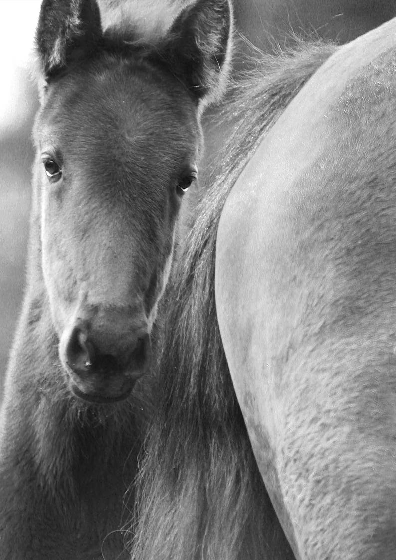 black /& white fine art print of a little foal Wild horses photography