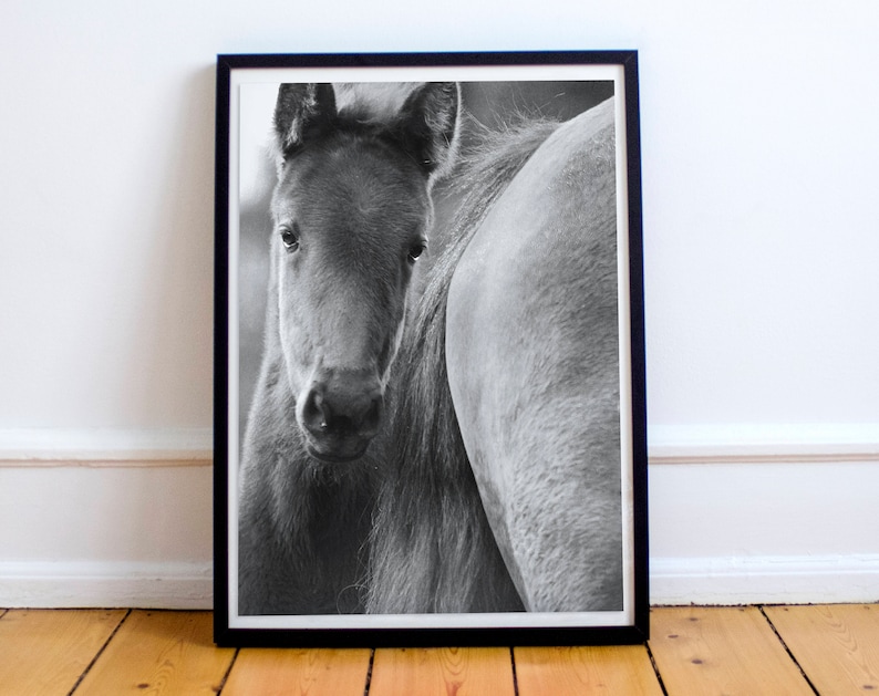 black /& white fine art print of a little foal Wild horses photography