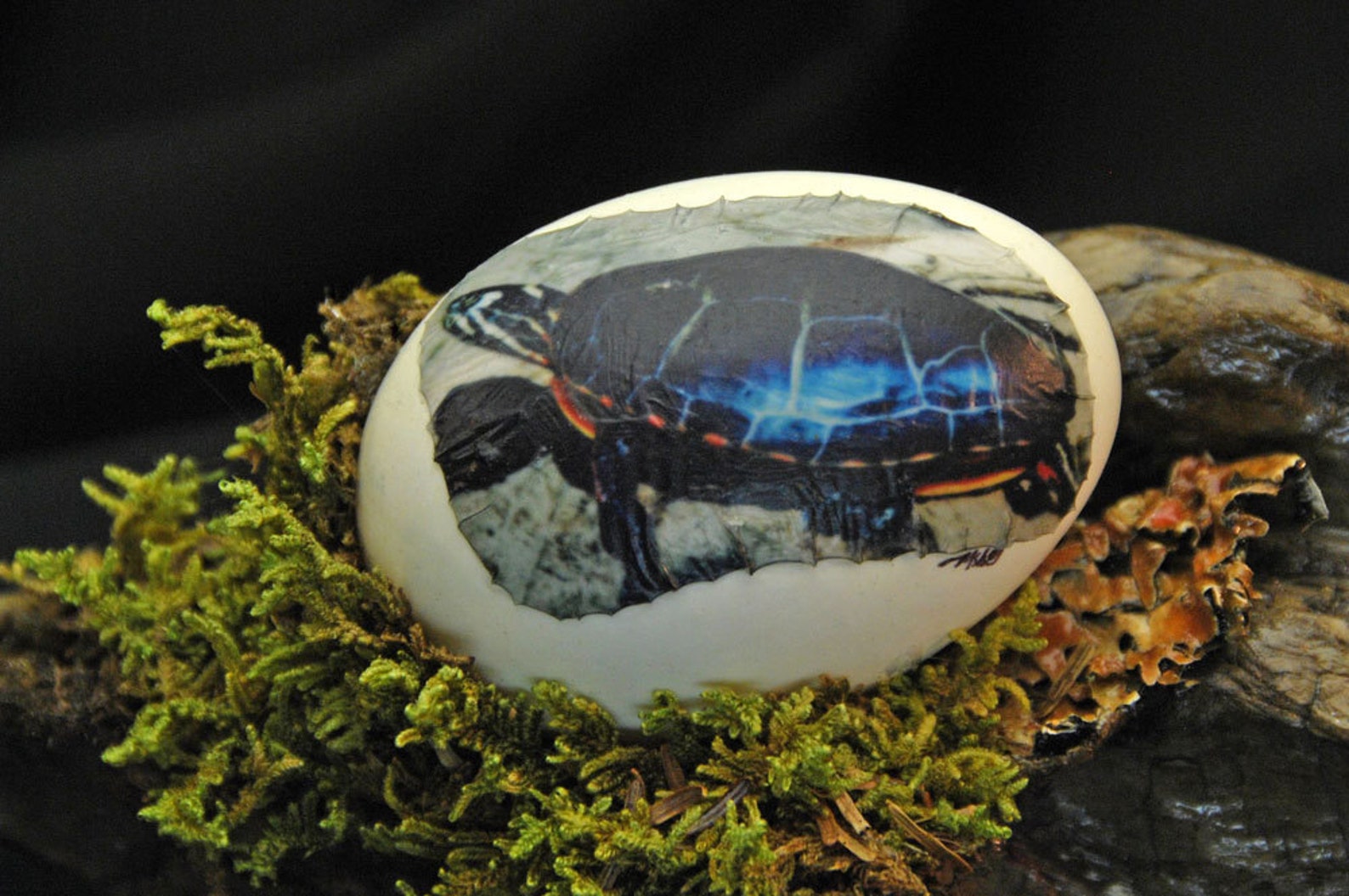 TURTLE Egg PHOTO Sculpture Gift Painted Turtle Etsy