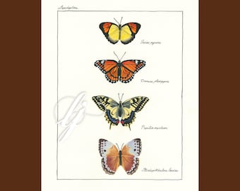 Yellow Butterflies, Butterfly Botanical Print, Lepidoptera, Limited Edition Art Print, Giclee Print, frame NOT included