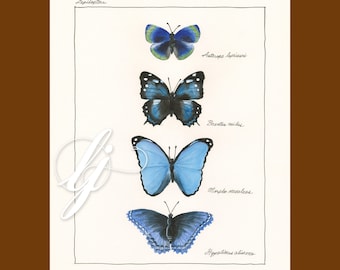 Blue Butterflies, Butterfly Botanical Print, Lepidoptera, Limited Edition Art Print, Giclee Print, frame NOT included