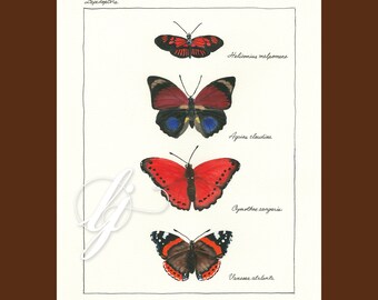 Red Butterflies, Butterfly Botanical Print, Lepidoptera, Limited Edition Art Print, Giclee Print, frame NOT included