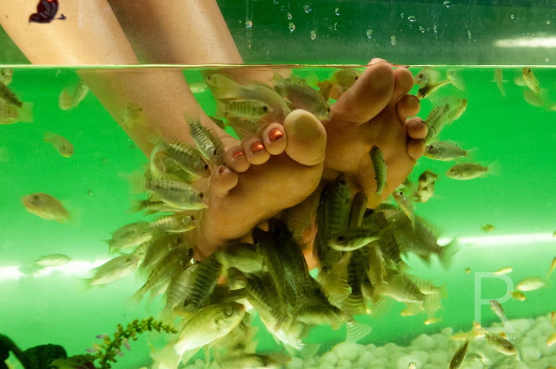 Fish Foot Massage Photo Wall Art Etsy