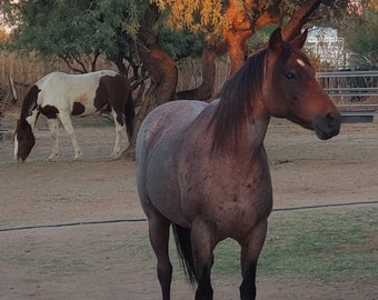 dried horse manure - nutrient rich soil amendment and composting