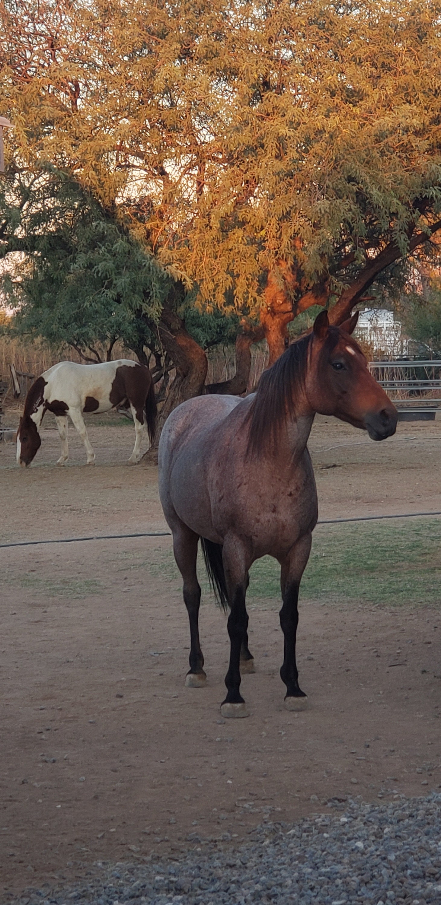 Dried Horse Manure Nutrient Rich Soil Amendment and Composting Etsy