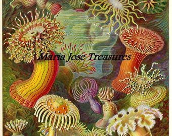 Ocean Life "Art Forms of Nature" - Digital Download