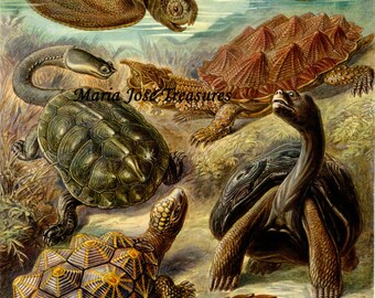 Turtles "Art Forms of Nature" - Digital Download