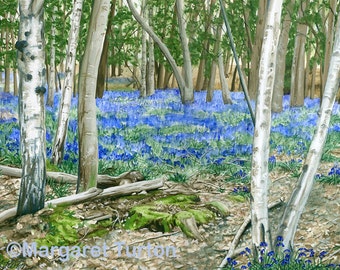 Bluebell Glade Print, mounted and signed