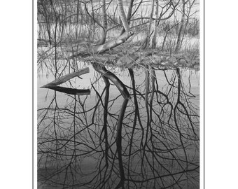 Winter Reflections