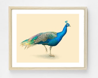 May include: A framed illustration of a blue peacock with a yellow and green tail, standing on a cream background.