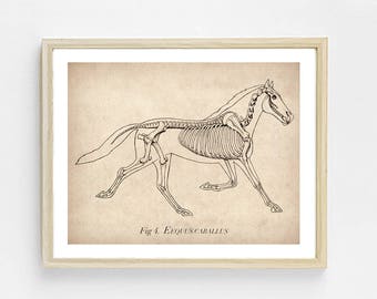 Könnte beinhalten: Eine Vintage-anatomische Illustration eines Pferdeskeletts, beschriftet mit "Fig. 4. Equus Caballus". Das Bild ist in Schwarzweiß und hat einen beigefarbenen Hintergrund.