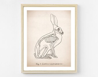 May include: A black and white line drawing of a rabbit skeleton, labeled "Fig. 3 Lepus californicus".