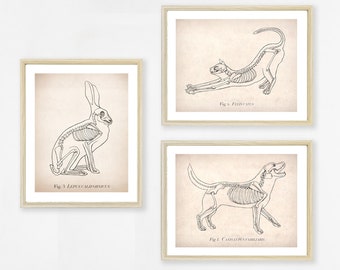 Rabbit Anatomy Art Print. Science Illustration. 8x10 Print. Science Art ...