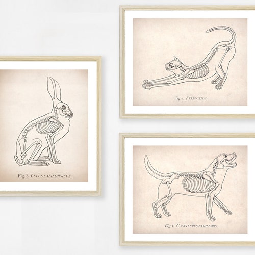 Animal Anatomy Art Print Set. Dog Cat Bunny Rabbit. Unique - Etsy Animal Anatomy Art Print Set. Dog Cat Bunny Rabbit. Unique - Etsy