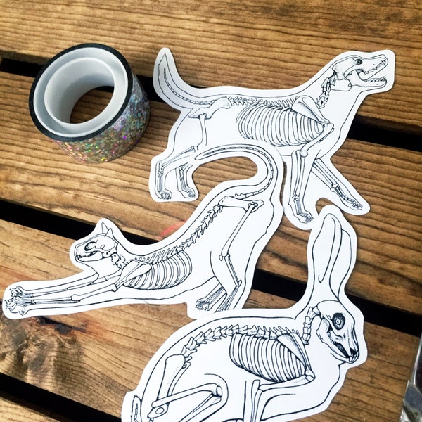 Animal Anatomy Stickers. Science Sticker Set. Dog, Cat & Rabbit. Skull Skeleton Art. Geeky Hipster Stickers. Unique Veterinarian Gift.
