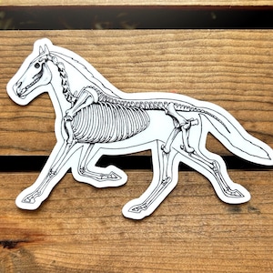 Horse Anatomy Sticker. Waterproof Vinyl Bumper Sticker. Skeleton Funny Science Sticker. Water Bottle Laptop Sticker. Veterinarian Gift.