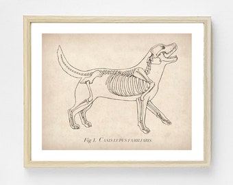 Könnte beinhalten: Eine Schwarzweiß-Zeichnung eines Hundeskeletts mit der Beschriftung "Fig. 1. CANIS LUPUS FAMILIARIS".