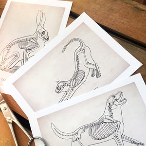May include: Three black and white line drawings of animal skeletons. The first is a rabbit, the second is a cat, and the third is a dog. All three animals are depicted in a dynamic pose.