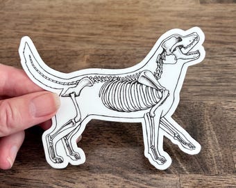 Pegatina de perro. Vinilo impermeable para parachoques. Anatomía del labrador. Pegatinas divertidas de ciencia para planificador, pegatina para botella de agua y portátil, regalo de veterinario