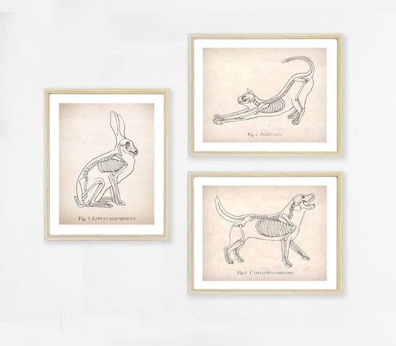 Printable Animal Anatomy Art Print Set. Unique Veterinarian Office Science Art Medical Illustration Artwork. Macabre Decor Digital Download.