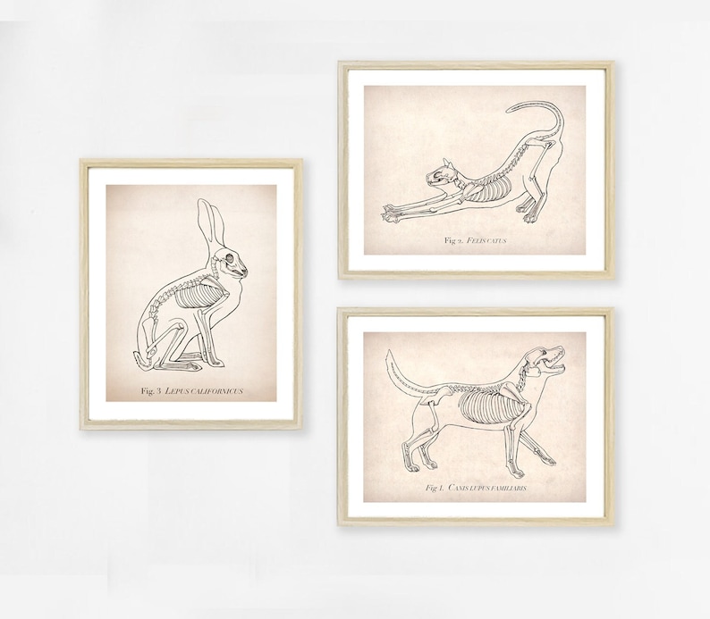 May include: Three vintage anatomical illustrations of a rabbit, cat, and dog. Each illustration shows the skeletal structure of the animal in a simple line drawing style. The illustrations are labeled with the scientific names of the animals and the figure number.
