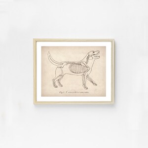 May include: A vintage black and white illustration of a dog skeleton with the caption "Fig. 1. CANIS LUPUS FAMILIARIS".