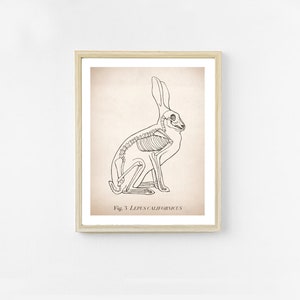 May include: A black and white line drawing of a rabbit skeleton, with the caption "Fig. 3 Lepus californicus".