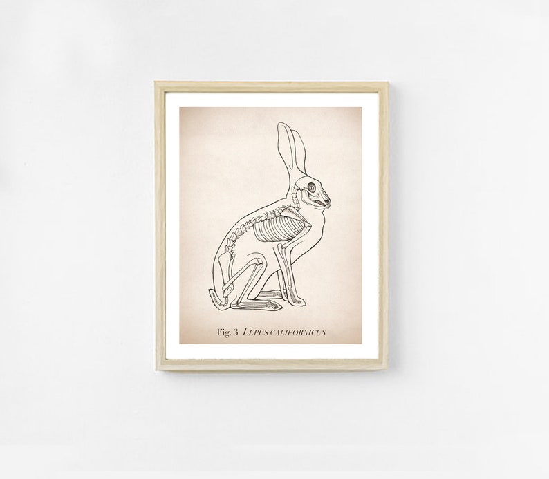 May include: A black and white line drawing of a rabbit skeleton, with the caption "Fig. 3 Lepus californicus".