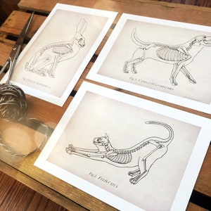 May include: Three black and white illustrations of animal skeletons. The first image shows a rabbit skeleton labeled "Fig. 3. Lepus cuniculus". The second image shows a dog skeleton labeled "Fig. 1. Canis lupus familiaris". The third image shows a cat skeleton labeled "Fig. 2. Felis catus".