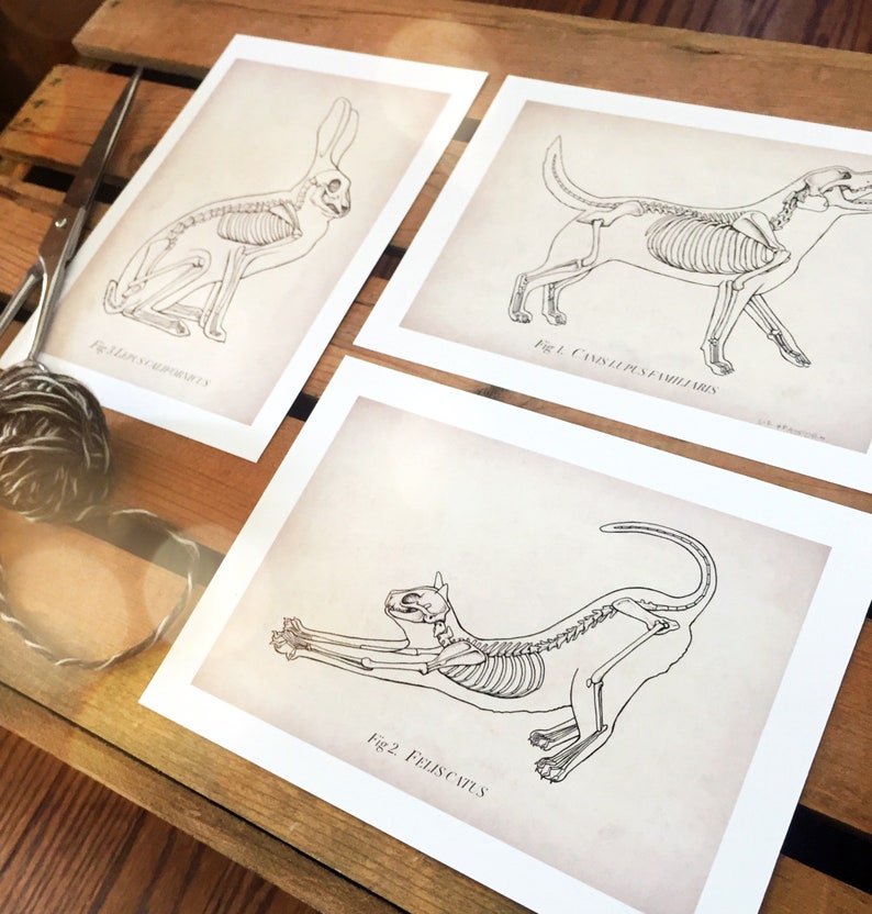 May include: Three black and white illustrations of animal skeletons. The first image shows a rabbit skeleton labeled "Fig. 3. Lepus cuniculus". The second image shows a dog skeleton labeled "Fig. 1. Canis lupus familiaris". The third image shows a cat skeleton labeled "Fig. 2. Felis catus".