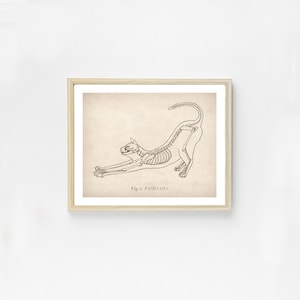 May include: A black and white line drawing of a cat skeleton in a stretching pose. The image is labeled "Fig. 2. FELIS CATUS".