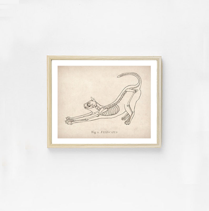 May include: A black and white line drawing of a cat skeleton in a stretching pose. The image is labeled "Fig. 2. FELIS CATUS".