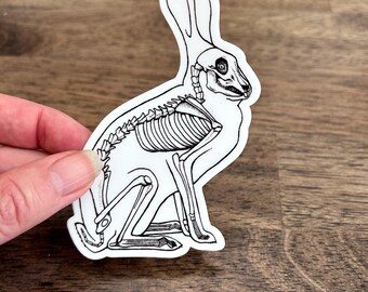 Pegatina de vinilo impermeable con anatomía de conejo. Divertida pegatina científica de conejo. Ideal para agendas, botellas de agua y portátiles. Regalo para veterinarios.