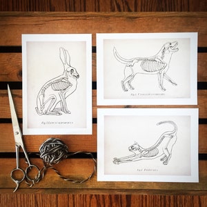 May include: Three black and white anatomical illustrations of a rabbit, dog, and cat skeletons. The illustrations are labeled with the scientific names of the animals and the figure numbers. The illustrations are on white paper with a light brown background.