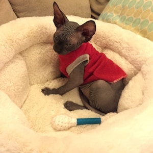Kitten size Fleece sweater for Sphynx, Peterbalds, Cornish Rex and all short haired cats.