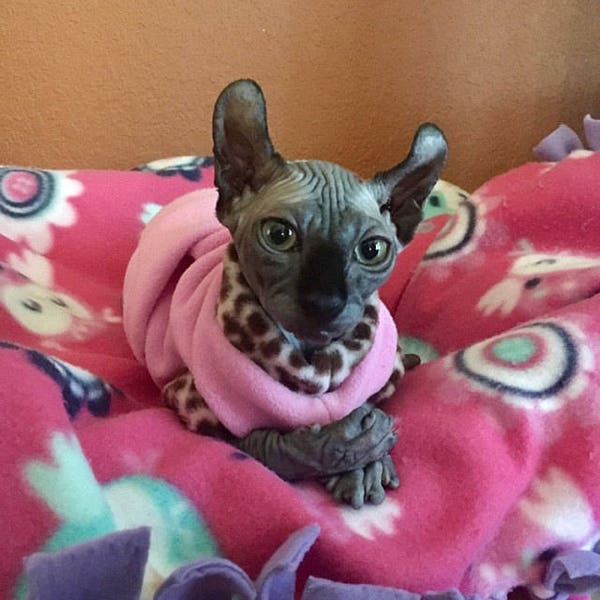 Sphynx Cat Clothing, Fleece  Sweater - PurrWear - your source for Devon Rex, Peterbalds and all Cats