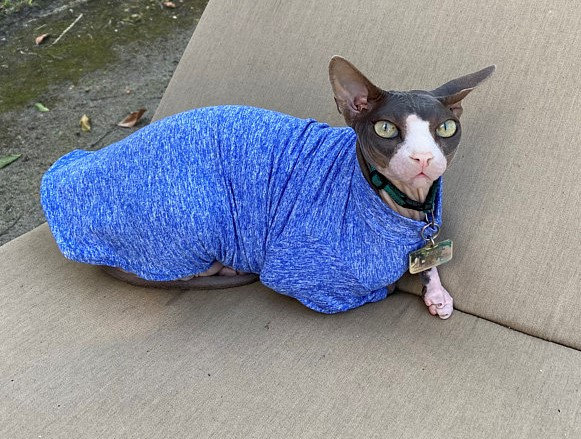 Purrwear UV Sun Protection, Long Sleeve Suit for Sphynx, and All ...