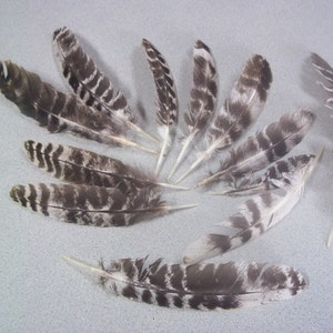 Wild Turkey feathers, Rio Grande Turkeys, Texas Wildlife, All natural, Free roam, No dyes, Western decor, Floral accents, Smudging, Supplies