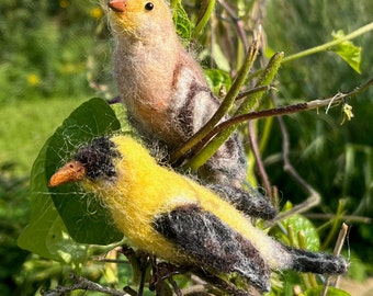 Finches - Mated Pair