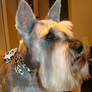 Diva Pet Dog Cat Ribbon Necklace Decorative Collar Scarf Go Wild! Leopard Print